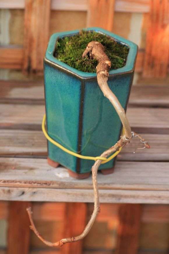 银杏下山桩下一步怎么造型 图片