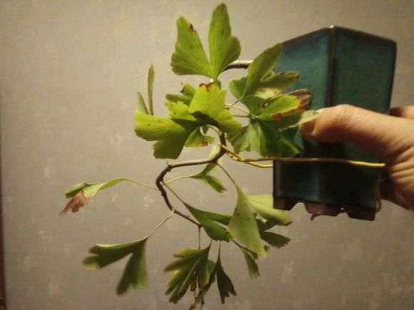 银杏下山桩下一步怎么造型 图片