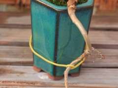 银杏下山桩下一步怎么造型 图片