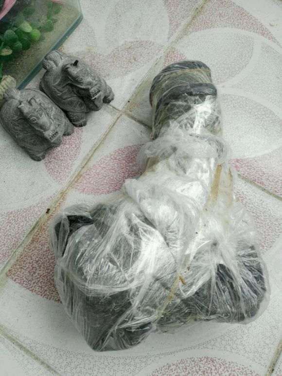 帮忙剪的银杏下山桩 结果枝 怎么样 图片