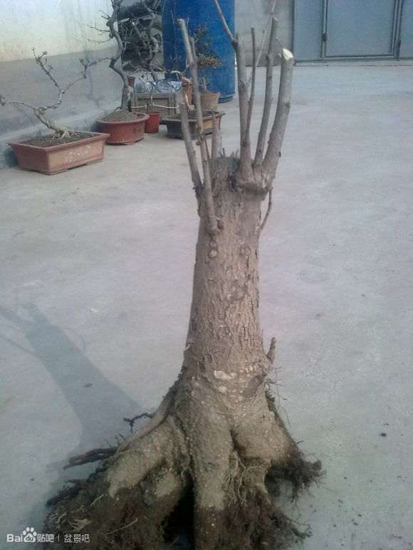 银杏下山桩发芽后 怎么造型 图片