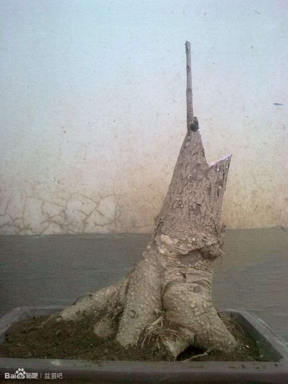 银杏下山桩发芽后 怎么造型 图片