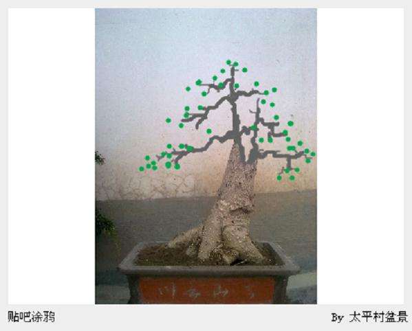 银杏下山桩发芽后 怎么造型 图片