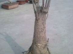 银杏下山桩发芽后 怎么造型 图片