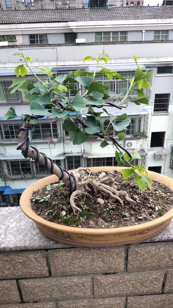银杏下山桩如何改造 怎么造型 图片