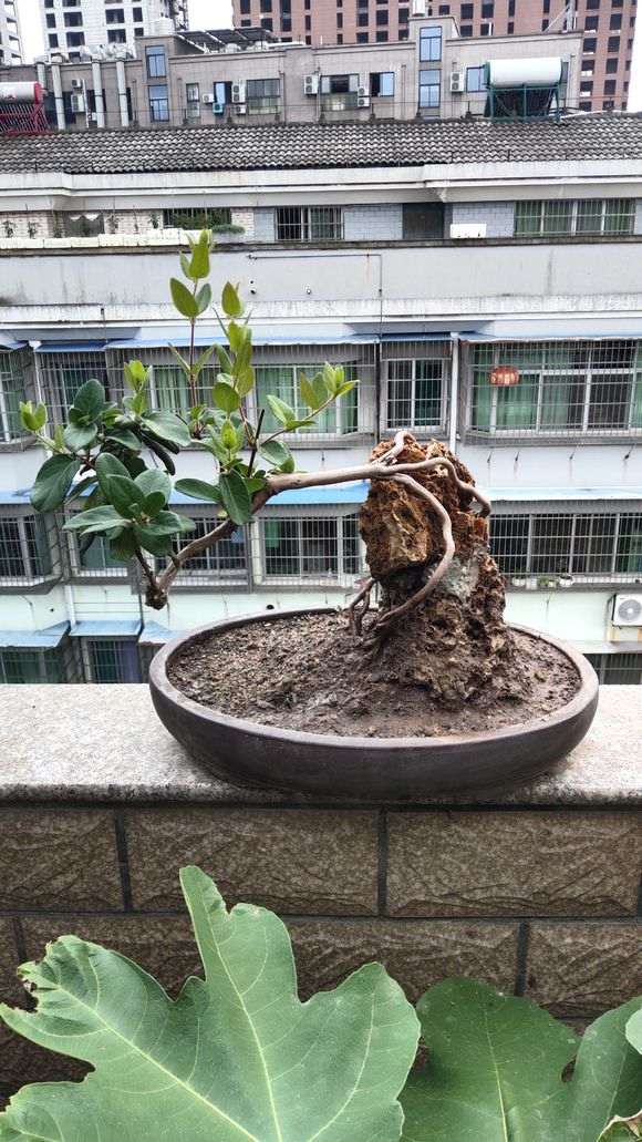 银杏下山桩如何改造 怎么造型 图片