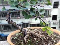 银杏下山桩如何改造 怎么造型 图片