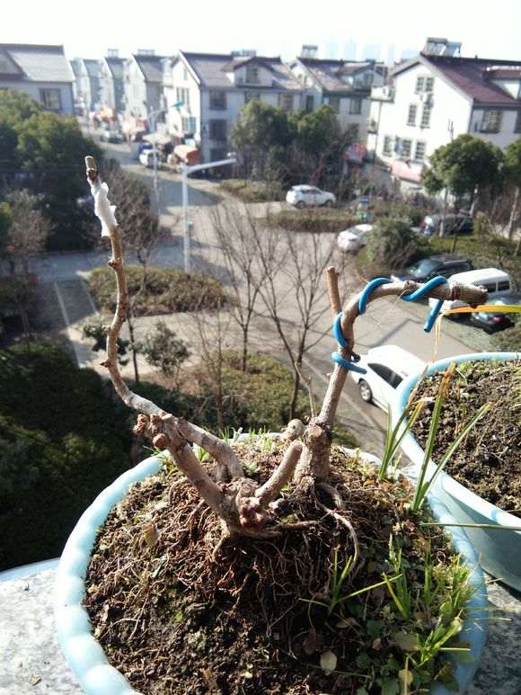 失败 秋季嫁接银杏下山桩只活1枝 怎么办