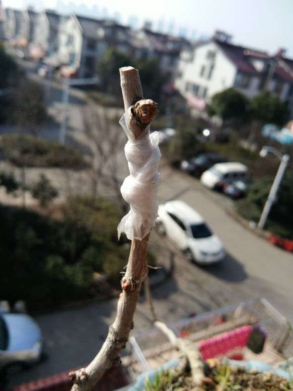 失败 秋季嫁接银杏下山桩只活1枝 怎么办