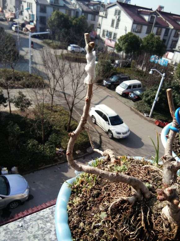 失败 秋季嫁接银杏下山桩只活1枝 怎么办