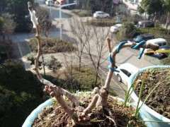 失败 秋季嫁接银杏下山桩只活1枝 怎么办