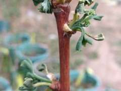 银杏下山桩发芽后 干枯了 怎么办 图片