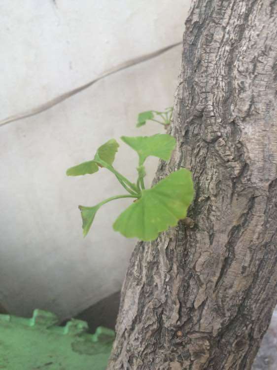 银杏下山桩深埋土培 能扦插活吗 图片