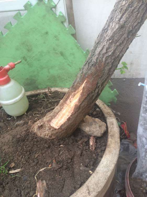 银杏下山桩深埋土培 能扦插活吗 图片