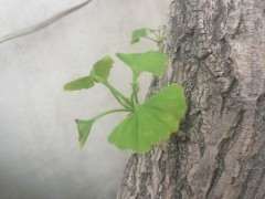 银杏下山桩深埋土培 能扦插活吗 图片