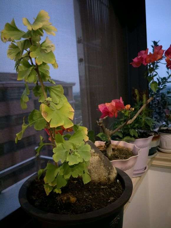 银杏下山桩叶子发黄掉了 怎么办 图片