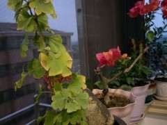 银杏下山桩叶子发黄掉了 怎么办 图片