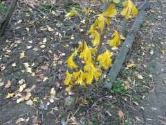 银杏下山桩叶子分叉 怎么办 图片