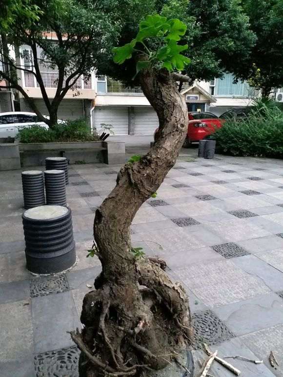 我在小区种银杏下山桩 被物业换成了铁树