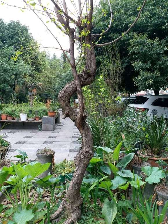 我在小区种银杏下山桩 被物业换成了铁树