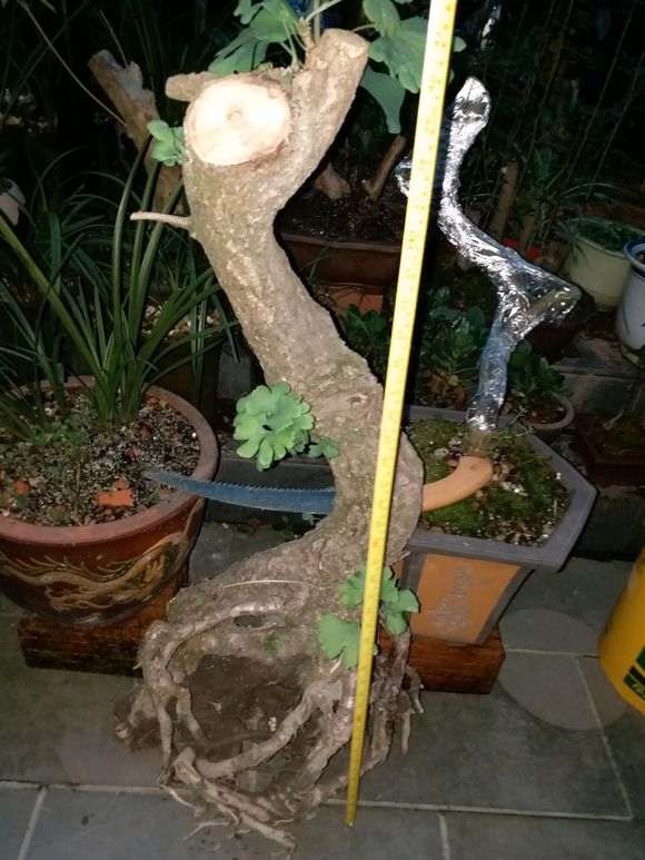 我在小区种银杏下山桩 被物业换成了铁树