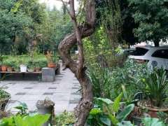 我在小区种银杏下山桩 被物业换成了铁树