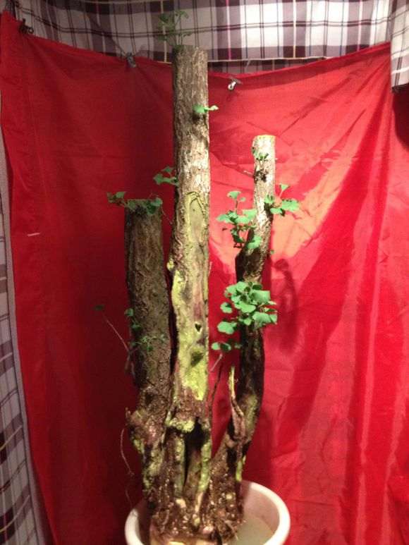 银杏下山桩老的皮都掉了 泡的啥水 图片