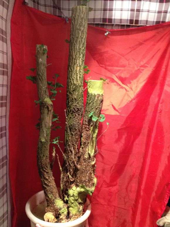 银杏下山桩老的皮都掉了 泡的啥水 图片