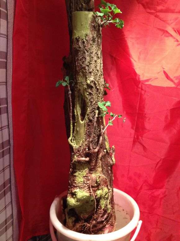 银杏下山桩老的皮都掉了 泡的啥水 图片