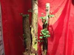 银杏下山桩老的皮都掉了 泡的啥水 图片