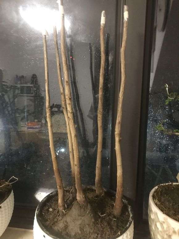 银杏下山桩苗能活吗 怎么过冬 图片