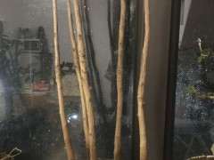 银杏下山桩苗能活吗 怎么过冬 图片