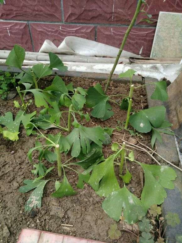 银杏下山桩剪枝插了10个 可以活吗 图片