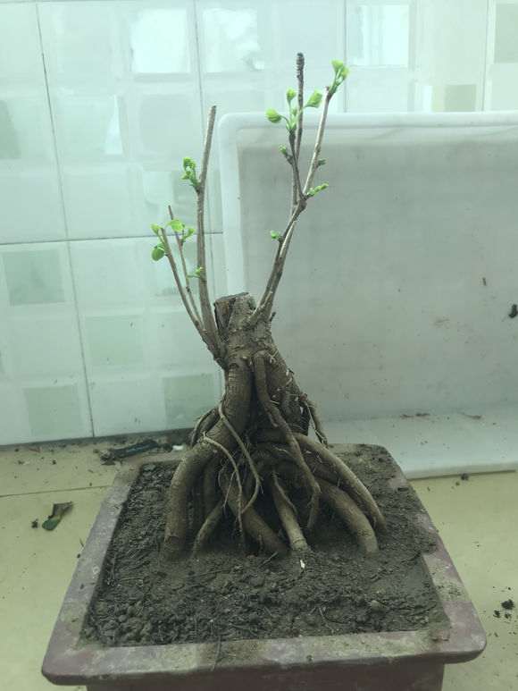 银杏下山桩发芽了 如何造型 怎么办 图片