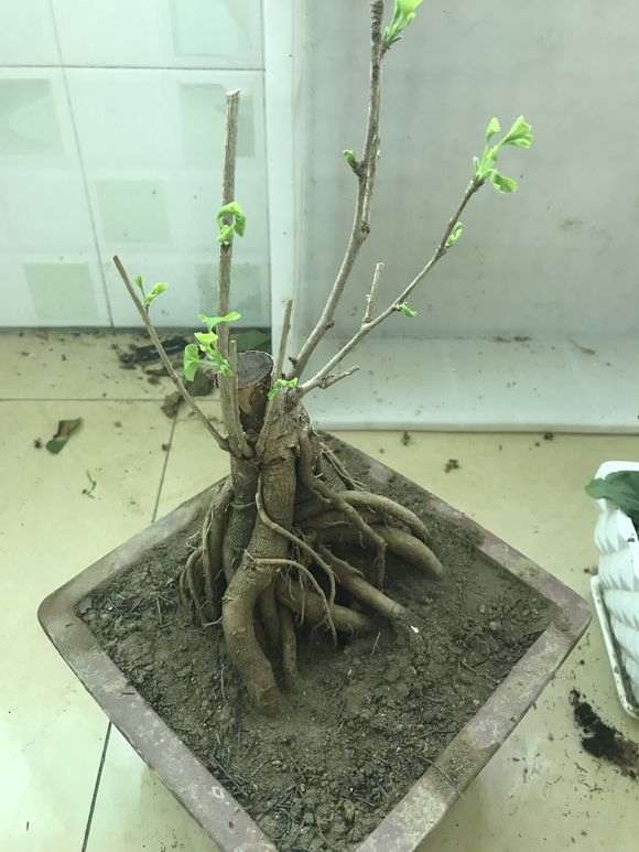 银杏下山桩发芽了 如何造型 怎么办 图片