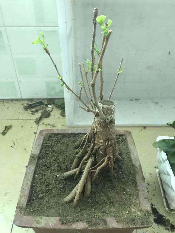 银杏下山桩发芽了 如何造型 怎么办 图片