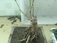 银杏下山桩发芽了 如何造型 怎么办 图片