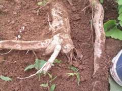 银杏下山桩在外裸漏的主根 可以发芽吗