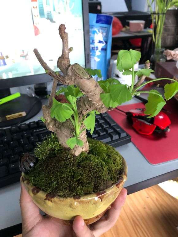 银杏下山桩叶子耷拉是什么情况 怎么办