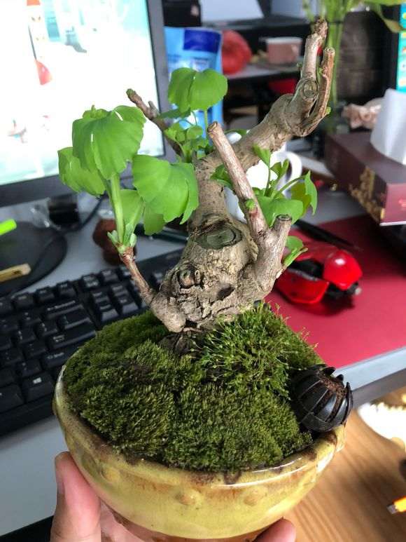 银杏下山桩叶子耷拉是什么情况 怎么办