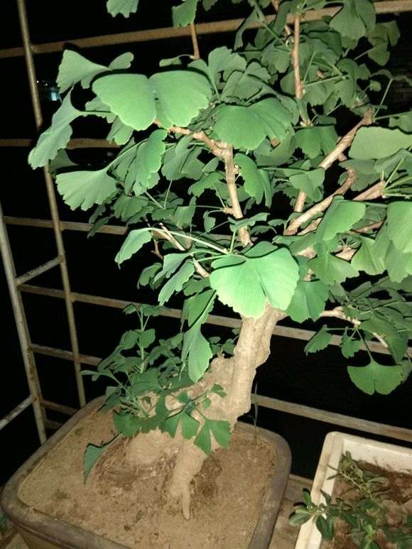 银杏下山桩叶子耷拉是什么情况 怎么办