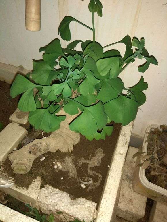 银杏下山桩叶子耷拉是什么情况 怎么办