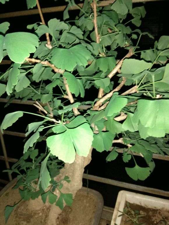 银杏下山桩叶子耷拉是什么情况 怎么办