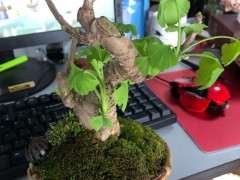 银杏下山桩叶子耷拉是什么情况 怎么办