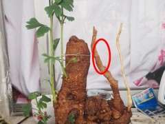 银杏下山桩什么嫁接位置 最好 图片