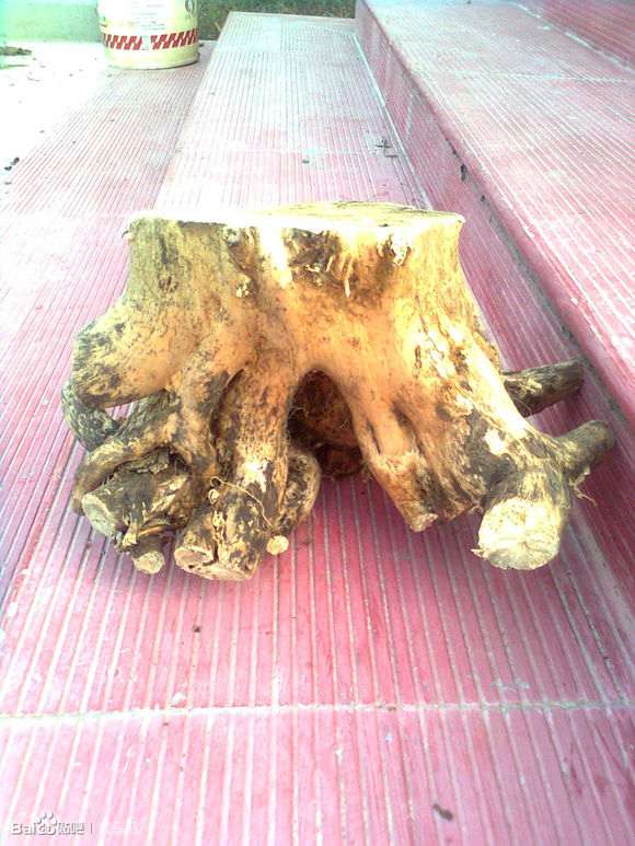 干枯的银杏下山桩树根 还能发芽吗 图片