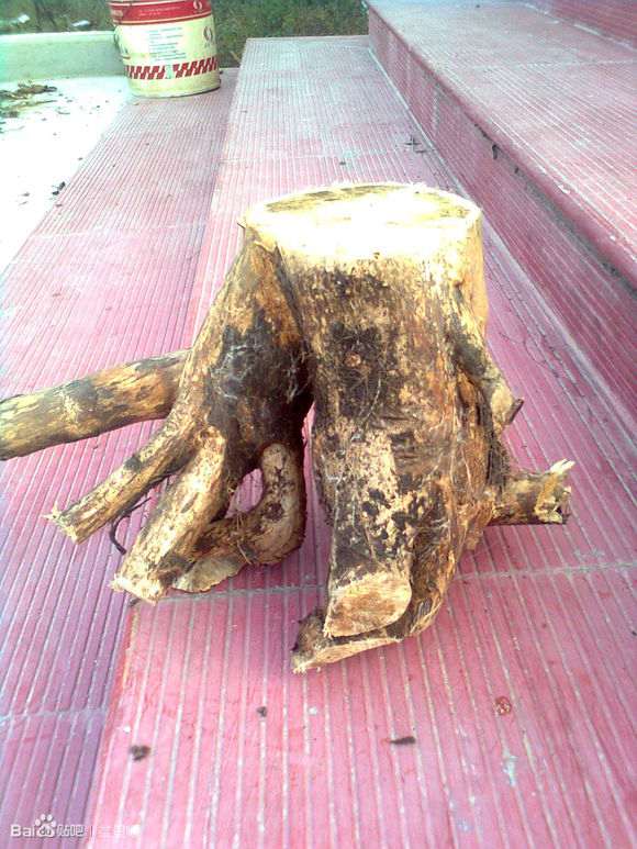 干枯的银杏下山桩树根 还能发芽吗 图片