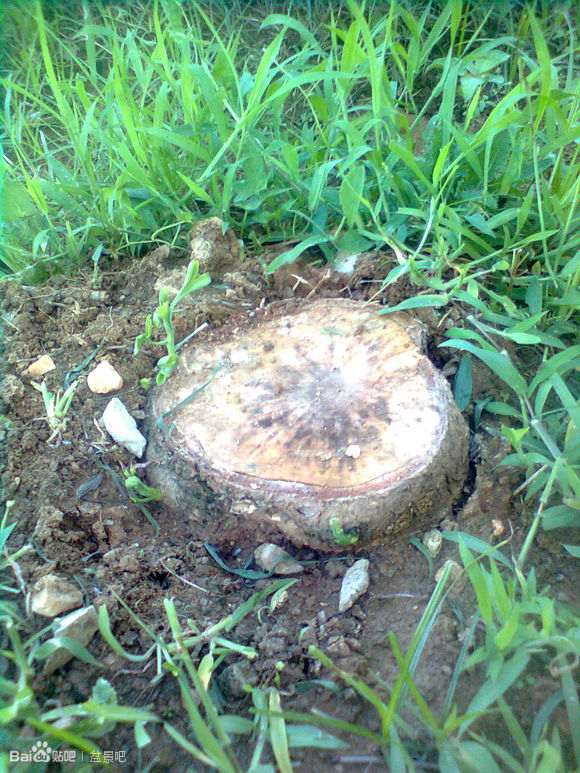 干枯的银杏下山桩树根 还能发芽吗 图片