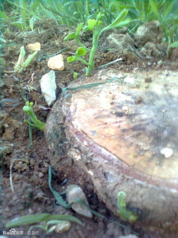 干枯的银杏下山桩树根 还能发芽吗 图片