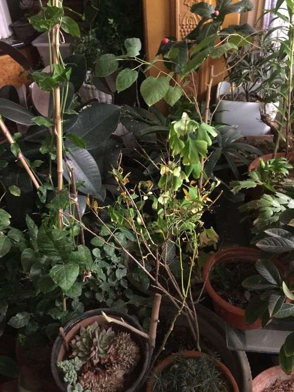 银杏下山桩怎么区分公树母树 图片